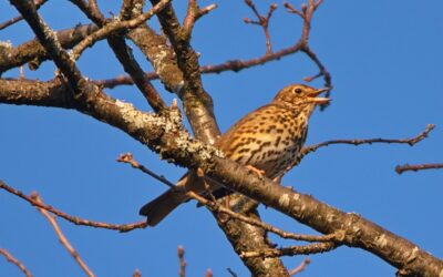 SORTIE CHANTS D’OISEAUX