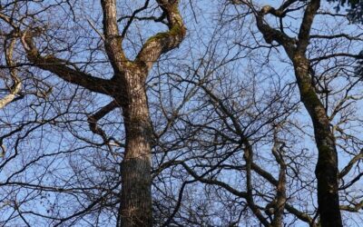 Observation de l’apparition des feuilles et de leur chute : Groupe WSL