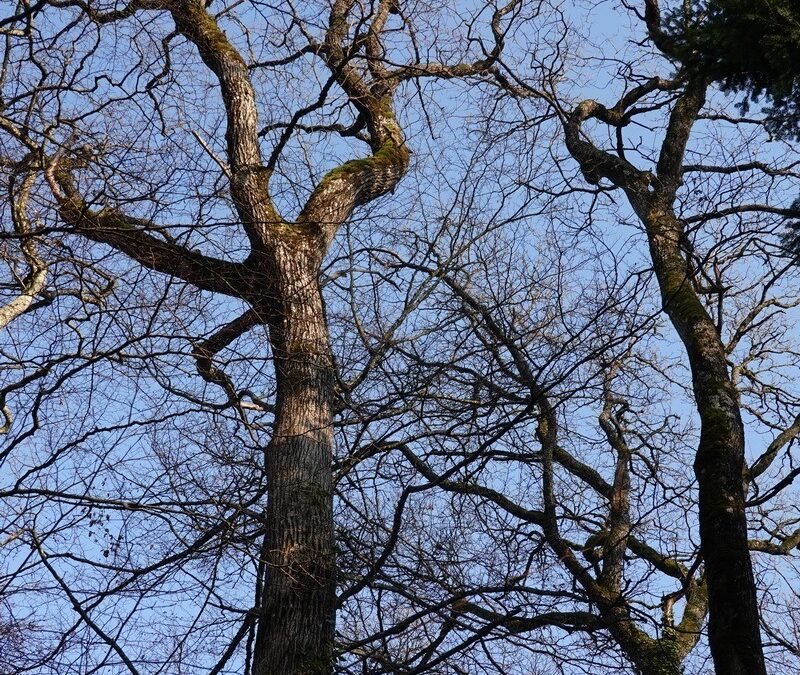 Observation de l’apparition des feuilles et de leur chute : Groupe WSL