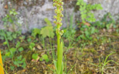 Début de floraison des orchidées