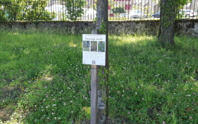 Orchidées – floraison et panneau informatif