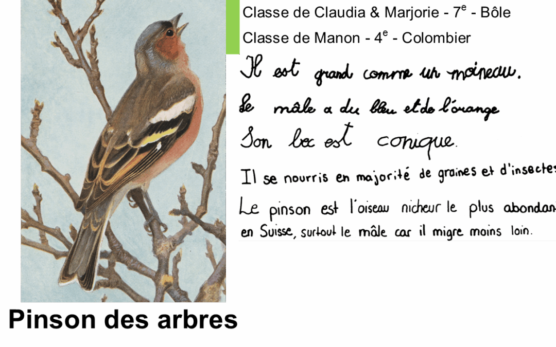 Préparation du panneau du Mersasson par des classes de Colombier, Bôle et Auvernier