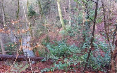Arrachage 2024 de lauriers-cerises dans la forêt de Champ-Rond à Bôle