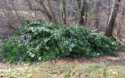 Résultat de l&rsquo;arrachage de Lauriers-cerises dans le vallon du Merdasson à Bôle