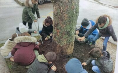 Les arbres s’invitent à l’école.