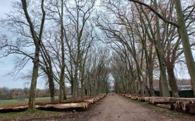 Visite commentée des bois précieux de l&rsquo;allée des Bourbakis 2022