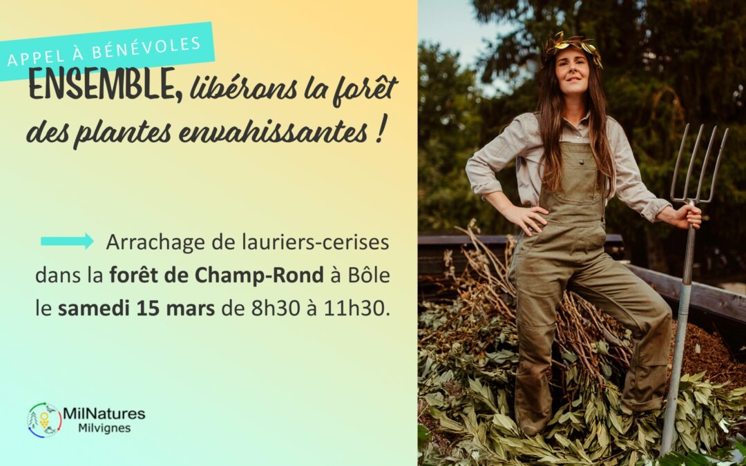 Arrachage 2025 de lauriers-cerises dans la forêt de Champ-Rond à Bôle