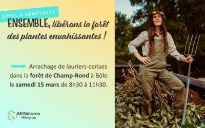 Arrachage 2025 de lauriers-cerises dans la forêt de Champ-Rond à Bôle