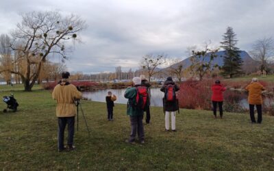 Sortie pour observer les oiseaux du lac Janvier 2025